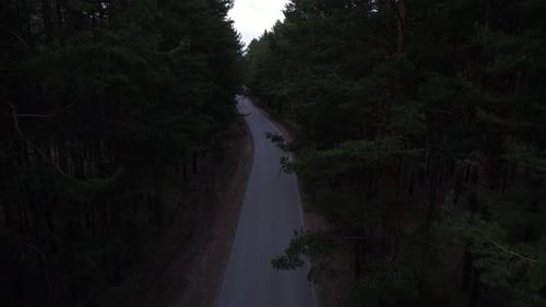 Cars Drive Through The Evening Forest