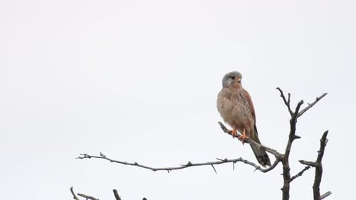 Turmfalke, Falco tinnunculus, kleiner Greifvogel