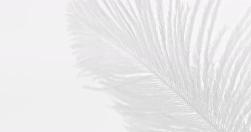 Fluffy grey and white feather texture, on soft background close-up