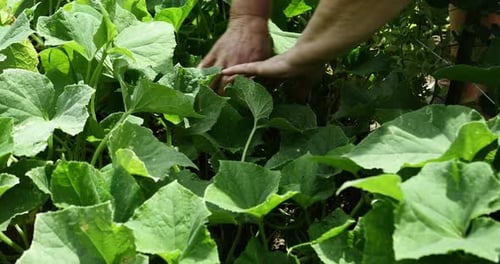 Bauernhände suchen zwischen den Blättern nach reifen Gurken zum Ernten, Ökologischer Landbau