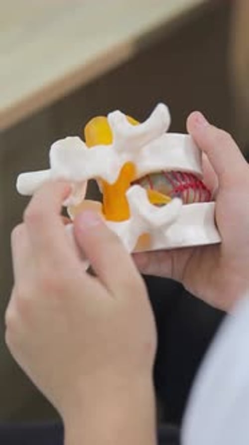 Hands Presenting a Spinal Column Model Close Up