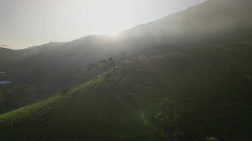 Tea field in sunrise