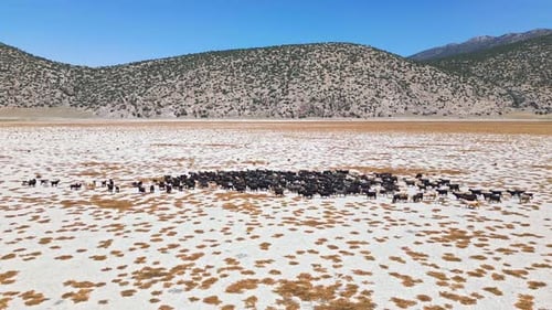 Chèvres traversant un lac asséché avec toile de fond de montagne - Vue aérienne 2K