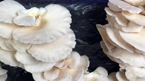 Cultivo en casa del pleurotus ostreatus, el hongo ostra, el hiratake y la papilla de ostras perladas