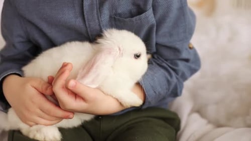 Child Holds a White Rabbit in Lap