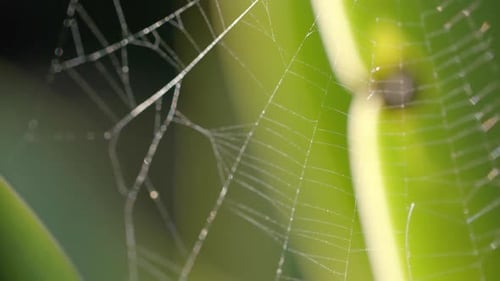 Nahaufnahme eines von hinten beleuchteten Spinnennetzes an einem sonnigen Tag, Zeitlupe