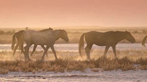 Wild horses moving through the dry desert during sunset