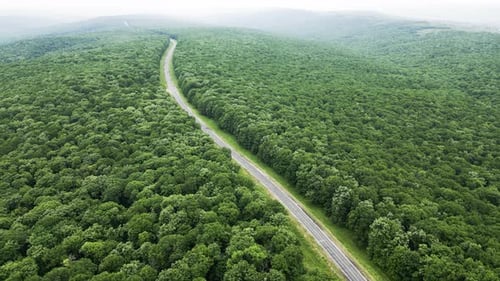 Aerial View of Asphalt Road with Green Forest on Both Sides
