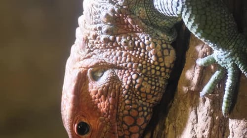 North Cayman Lizard Sitting on a Tree Branch in the Forest Slow Motion A Species of Large