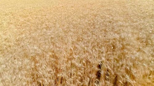 Wheat Field (2K)