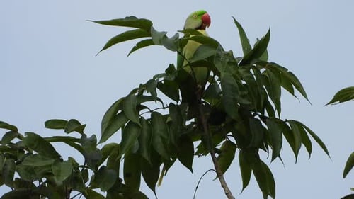 Parrot in tree chilling UHD MP4 4k ....
