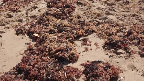 Washed out seaweed and grass on sandy beach, motion view