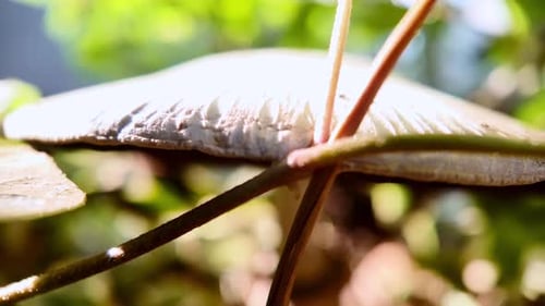 Mushroom Close-Up in Natural Environment