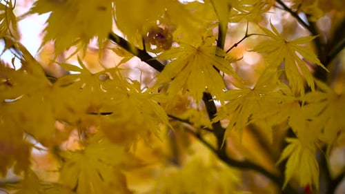 Close up of beautiful yellow autumn leaves against white sky - slow motion