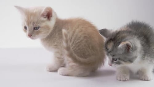 _Fondo blanco -Adorables gatitos bebés sobre fondo blanco -X054 C008 0406NV 001 1\_1_