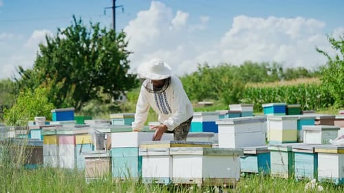 Beekeeper tending beehives in a sunny rural field