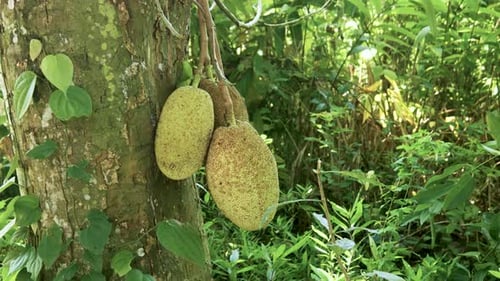 Reife saftige Jackfrucht, die an tropischen Obstbaumzweigen hängt, Köstliche exotische Ernte