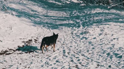 Stray Dog in the Winter Forest Looks at Camera and Runs Away Through The Snow