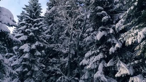 Beautiful snow scene forest in winter. Flying over of pine trees covered with snow.