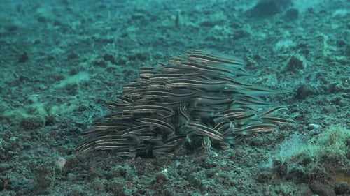 Scuba divers underwater view of schooling Striped Catfish displaying survival characteristics. Anima