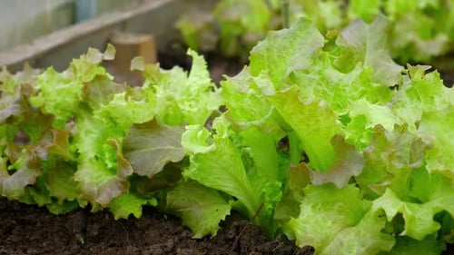 Lollo Rossa Lettuce Lactuca Sativa Greens Grow in a Plantation Organic Juicy Butterhead Lettuce