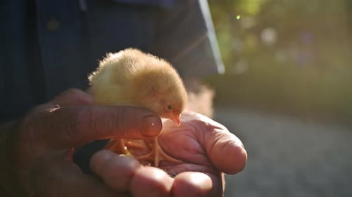 Fluffy Chick Eating from Gentle Hands