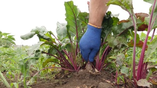 204p. The farmer takes beets from the garden. Work of a farmer.