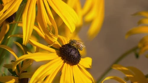 Honey Bee Pollinating Over Daisy Flower. Close Up