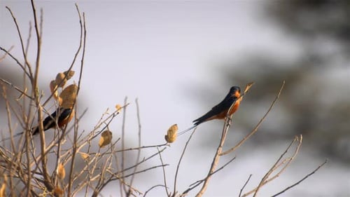 Red breasted swallow on Twig