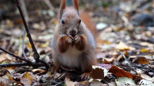 Wild Fluffy Squirrel Gnawing Nuts at Forest Cute Brown Rodent Eating Found Walnuts at Autumn Park
