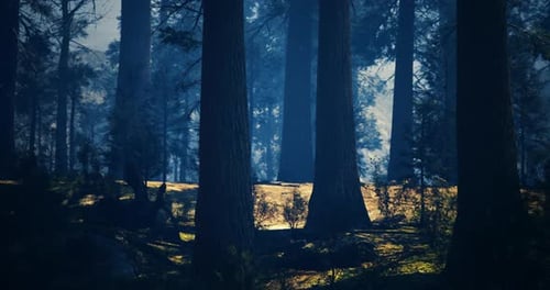 Mysterious Forest Illuminated By Soft Sunlight Filtering Through Tall Trees