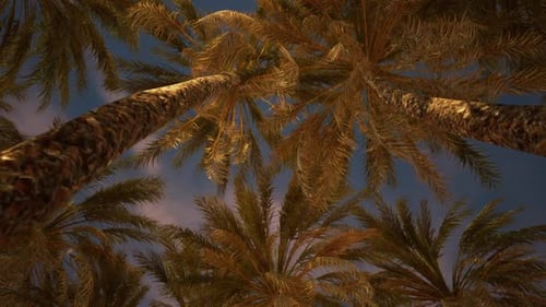 Tropical Palm Trees Swaying in Blue Sky