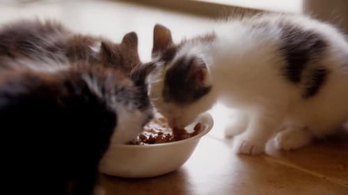 Adorable Kittens Eating Wet Food from Bowl