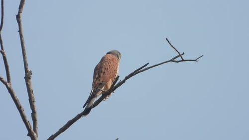 Eagle - relaxing - eyes - fathers .