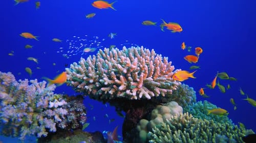 Underwater Colourful Fish Corals Reef
