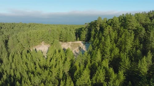 Voo aéreo sobre uma infinita floresta de coníferas em um pitoresco dia ensolarado, fotografado de cima da vasta