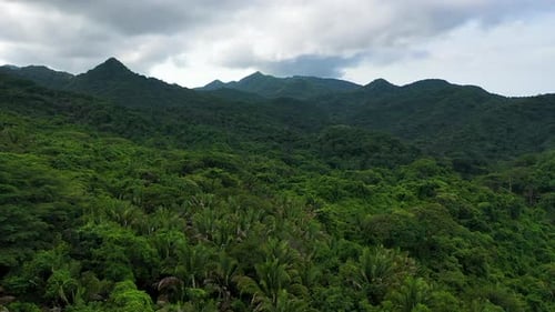 Aerial View of Lush Green Tropical Rainforest