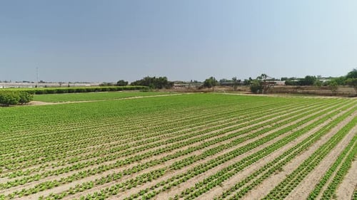 Aerial footage of large plantation of fruit trees and agricultural fields