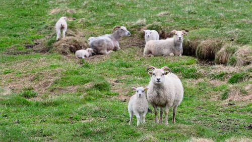 Herd of Sheeps on the Pasture Between Mountains Cute Small Lambs Rural Scene in Iceland