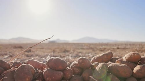Close Up of Row of Freshly Harvested Potatoes of Big Size Lying in the Field