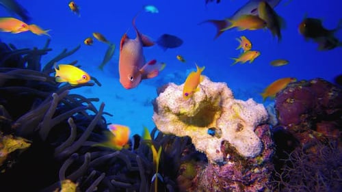 Tropische Fische und Weichkorallen