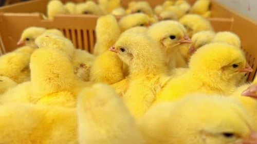 Chicks - 4K