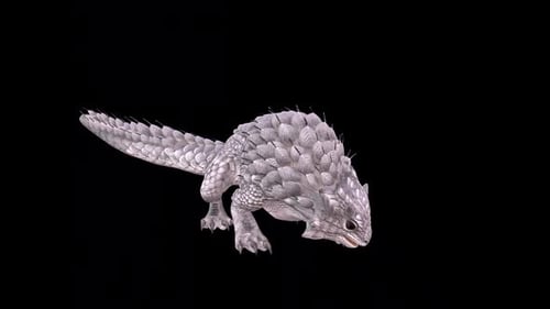 Spiny Lizard Lay Egg