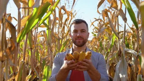 Man Holding Corn in Harvest Cornfield