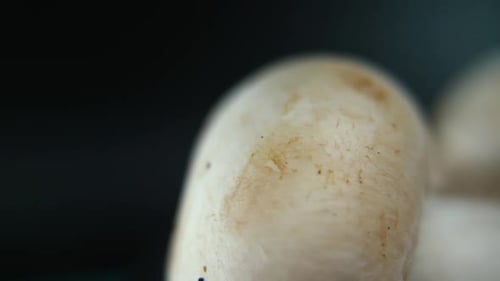 video of a pile of mushrooms, RAW champignons, GIANT WHITE CAP, on a rotating stand, smooth movement