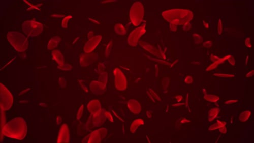 Abstract Animation Of Human Red Blood Cell, Loop Animation Of Blood Cell Moving On The Red Backgroun