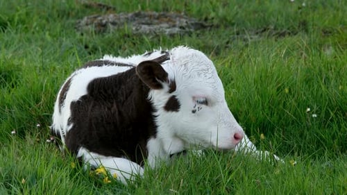A Young Baby Cow Resting on a Meadow in Ireland