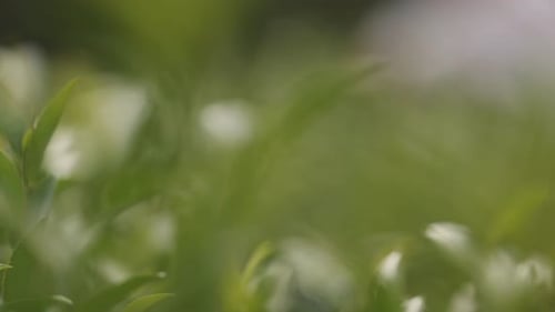 Tea Leaves Young Green Leaves on the Tea Bush Close Up Tea Bush on Plantations in Morning Light Raw