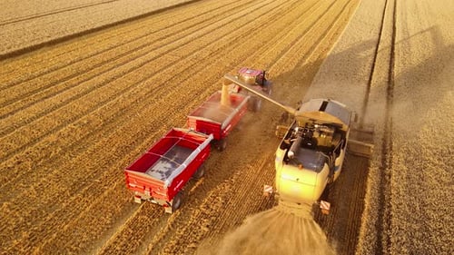 Modern Harvester Combine Pours Grain Into Tractor Trailer in Wheat Field While Harvesting Crops