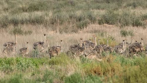 Straußenküken laufen im natürlichen Lebensraum der Kalahari-Wüste